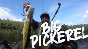Quick trip for BIG PICKEREL on Mongaup Falls Reservoir